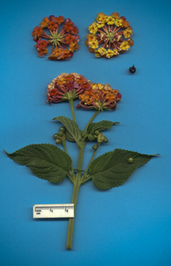 APII jpeg image of Lantana camara  © contact APII