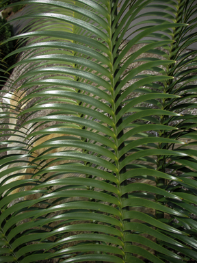 APII jpeg image of Lepidozamia peroffskyana  © contact APII