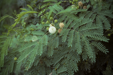 APII jpeg image of Leucaena leucocephala  © contact APII