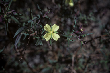 APII jpeg image of Ludwigia octovalvis  © contact APII