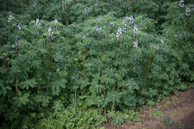 APII jpeg image of Lupinus albus  © contact APII