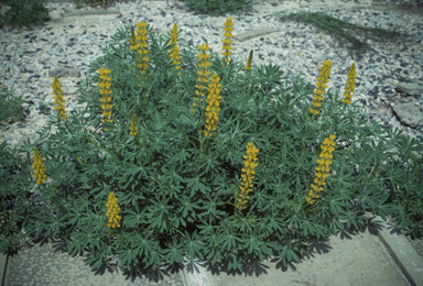 APII jpeg image of Lupinus luteus  © contact APII