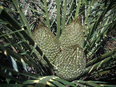 APII jpeg image of Macrozamia communis  © contact APII