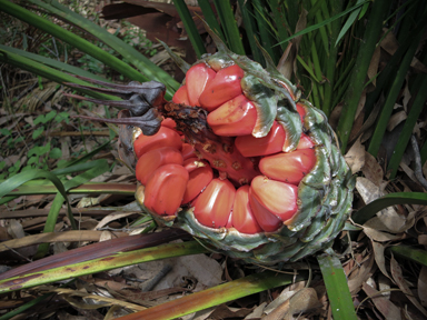 APII jpeg image of Macrozamia communis  © contact APII