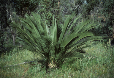 APII jpeg image of Macrozamia fraseri  © contact APII