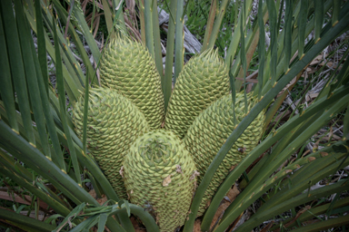 APII jpeg image of Macrozamia fraseri  © contact APII