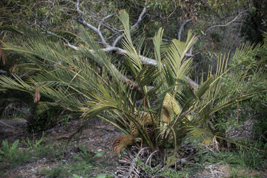 APII jpeg image of Macrozamia fraseri  © contact APII