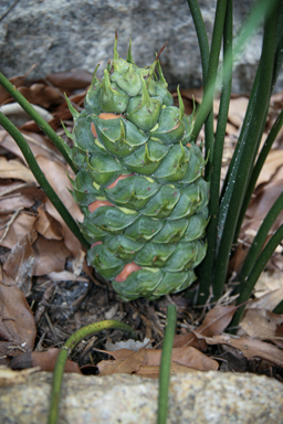 APII jpeg image of Macrozamia lucida  © contact APII