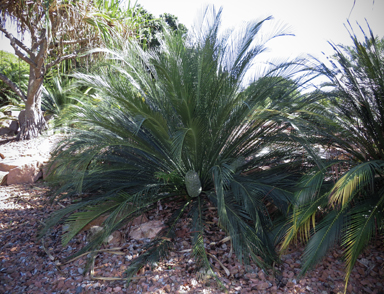 APII jpeg image of Macrozamia moorei  © contact APII