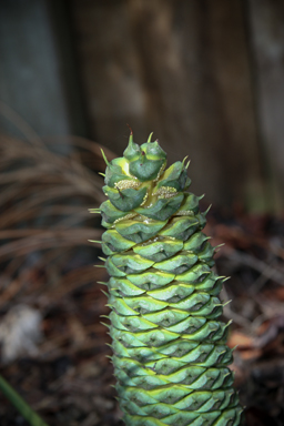 APII jpeg image of Macrozamia pauli-guilielmi  © contact APII