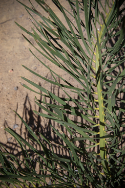 APII jpeg image of Macrozamia polymorpha  © contact APII