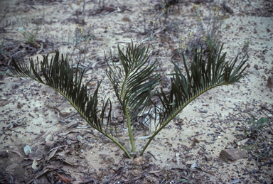 APII jpeg image of Macrozamia polymorpha  © contact APII