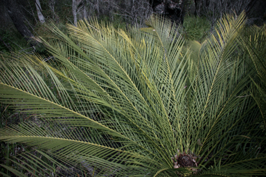 APII jpeg image of Macrozamia riedlei  © contact APII