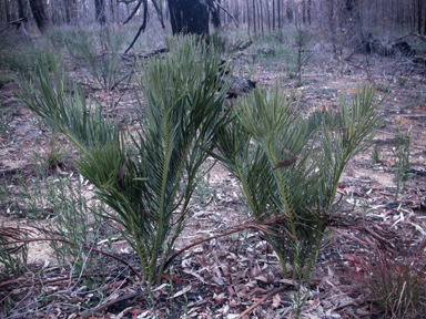 APII jpeg image of Macrozamia secunda  © contact APII