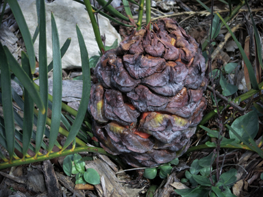 APII jpeg image of Macrozamia spiralis  © contact APII