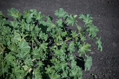 APII jpeg image of Malva parviflora  © contact APII