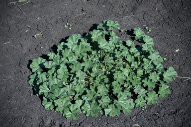 APII jpeg image of Malva parviflora  © contact APII