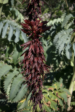 APII jpeg image of Melianthus major  © contact APII