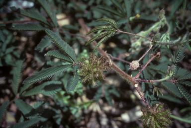 APII jpeg image of Mimosa pudica  © contact APII