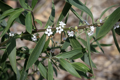 APII jpeg image of Myoporum  © contact APII