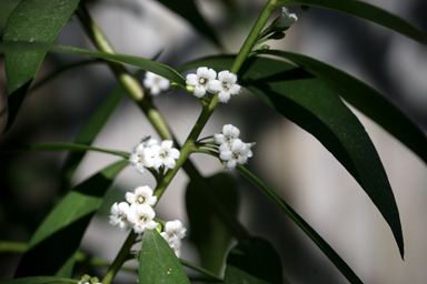 APII jpeg image of Myoporum montanum  © contact APII