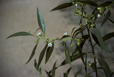 APII jpeg image of Myoporum montanum  © contact APII