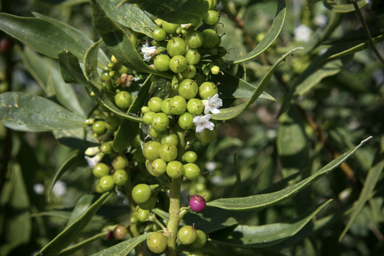 APII jpeg image of Myoporum montanum  © contact APII