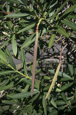 APII jpeg image of Nerium oleander  © contact APII