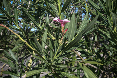 APII jpeg image of Nerium oleander  © contact APII