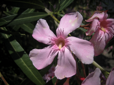 APII jpeg image of Nerium oleander  © contact APII