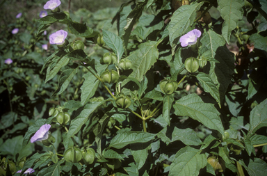 APII jpeg image of Nicandra physalodes  © contact APII