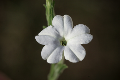 APII jpeg image of Nicotiana megalosiphon  © contact APII