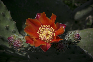 APII jpeg image of Opuntia tomentosa  © contact APII