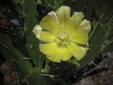 APII jpeg image of Opuntia ficus-indica  © contact APII