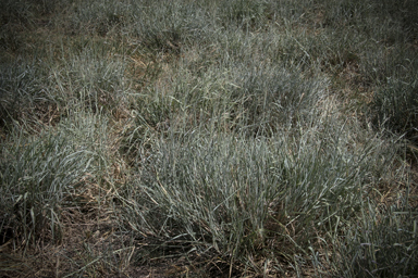 APII jpeg image of Panicum coloratum  © contact APII