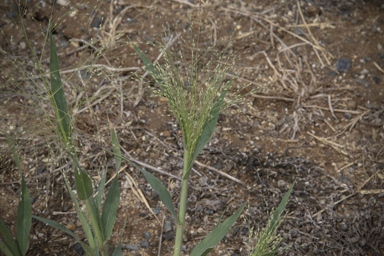 APII jpeg image of Panicum effusum  © contact APII