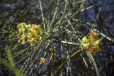 APII jpeg image of Parkinsonia aculeata  © contact APII