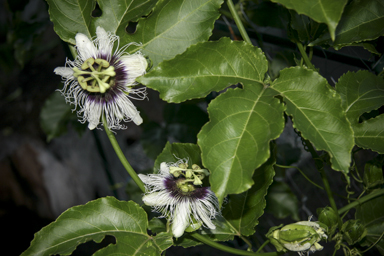 APII jpeg image of Passiflora edulis  © contact APII