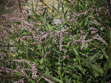 APII jpeg image of Persicaria hydropiper  © contact APII