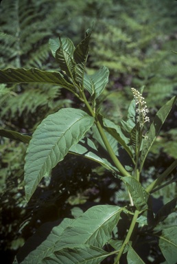 APII jpeg image of Phytolacca octandra  © contact APII