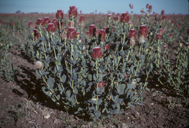 APII jpeg image of Pimelea decora  © contact APII