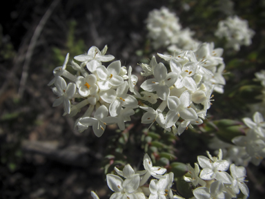 APII jpeg image of Pimelea glauca  © contact APII