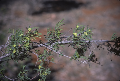 APII jpeg image of Pimelea microcephala  © contact APII