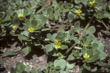 APII jpeg image of Portulaca oleracea  © contact APII