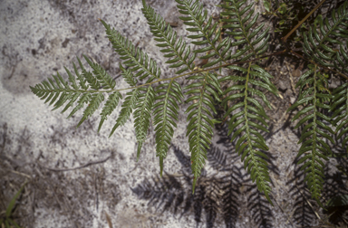 APII jpeg image of Pteridium esculentum  © contact APII