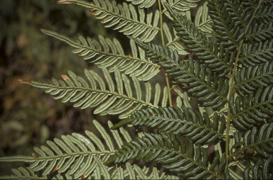 APII jpeg image of Pteridium esculentum  © contact APII