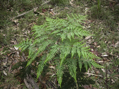 APII jpeg image of Pteridium esculentum  © contact APII