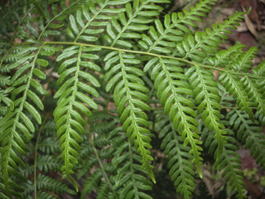 APII jpeg image of Pteridium esculentum  © contact APII