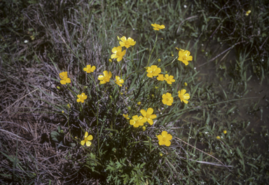 APII jpeg image of Ranunculus lappaceus  © contact APII