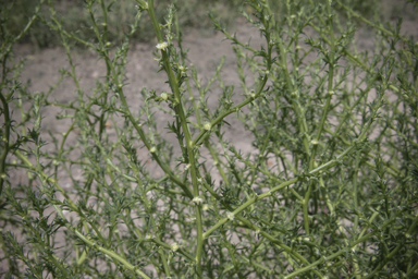 APII jpeg image of Salsola australis  © contact APII